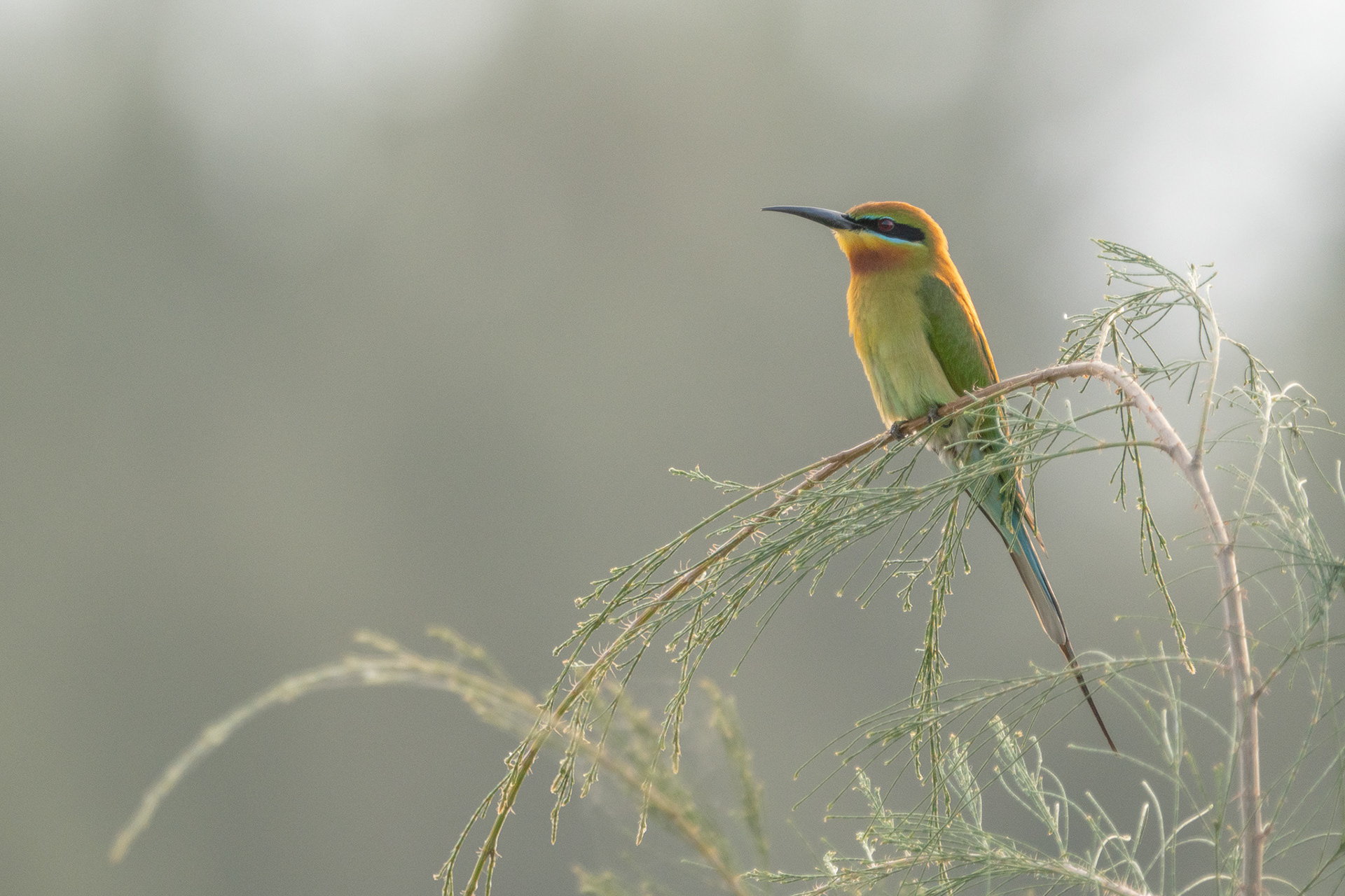 Blue Tailed Bee Eater (Punggol)