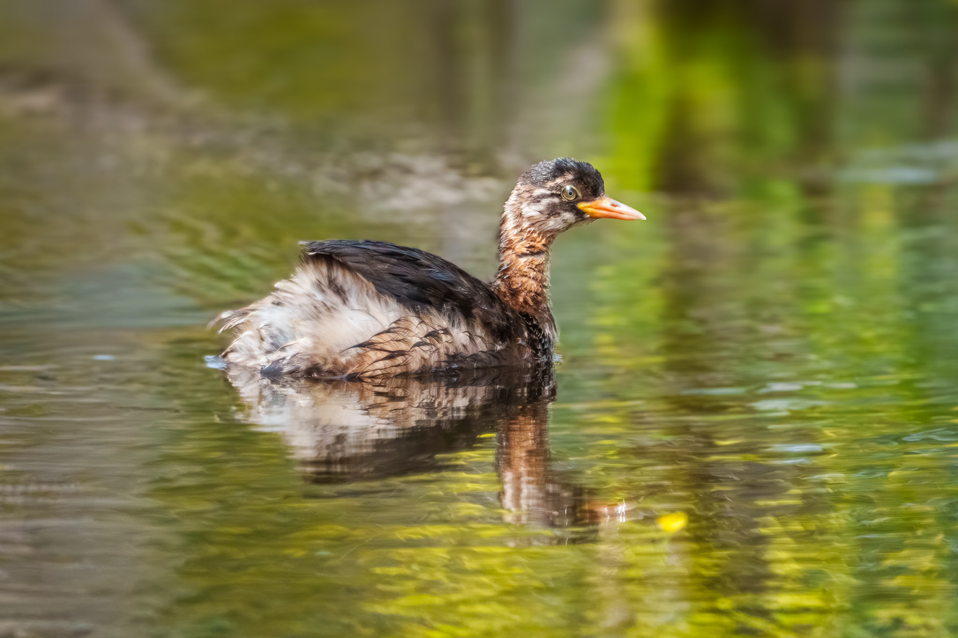 juvenile Little Grebe (Marina Grove)