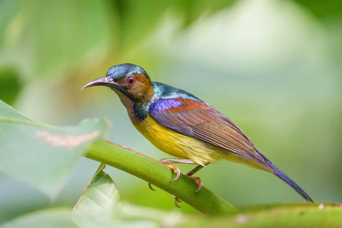 Brown-throated Sunbird (Singapore Botanic Gardens)