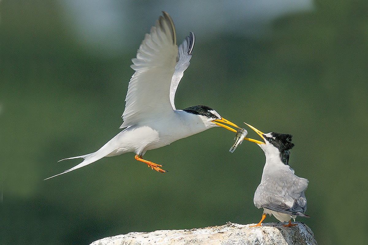 Little Terns