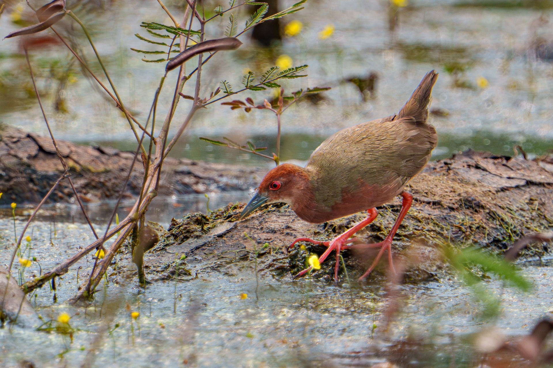 Ruddy Breated Crake (Marina Grove)