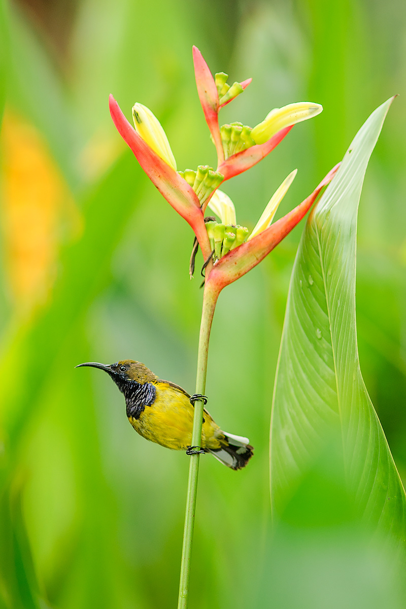 Olive-Backed Sunbird (Singapore Botanic Gardens)