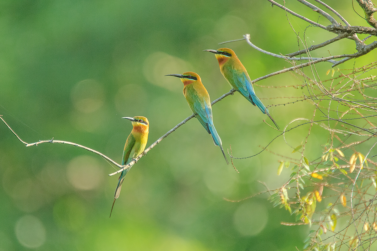 Blue Tailed Beeeater