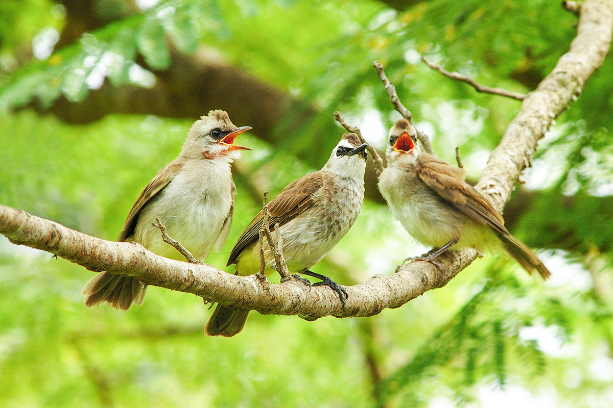 Yellow Vented Bulbul