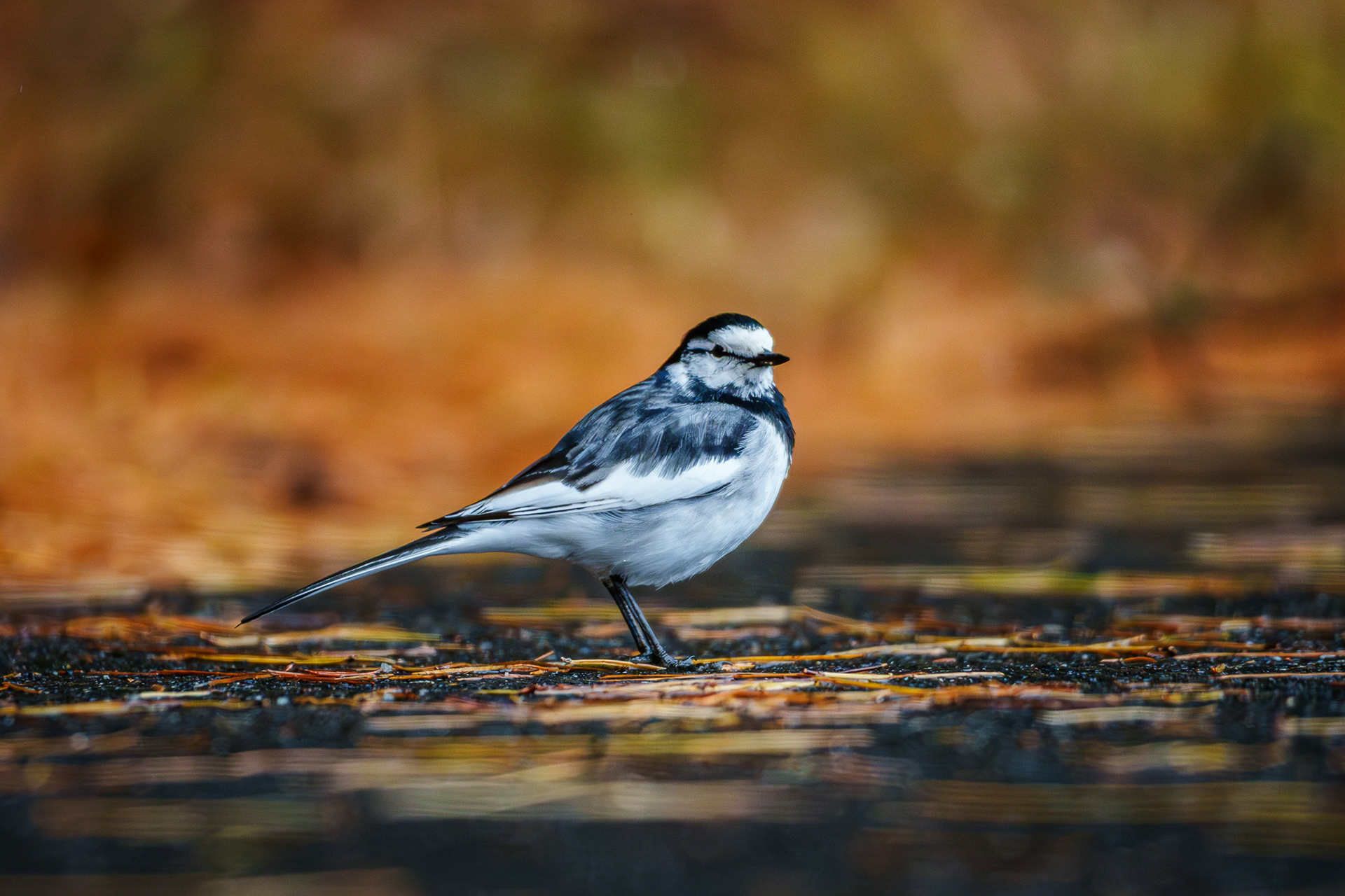 White Wagtail (Japan)