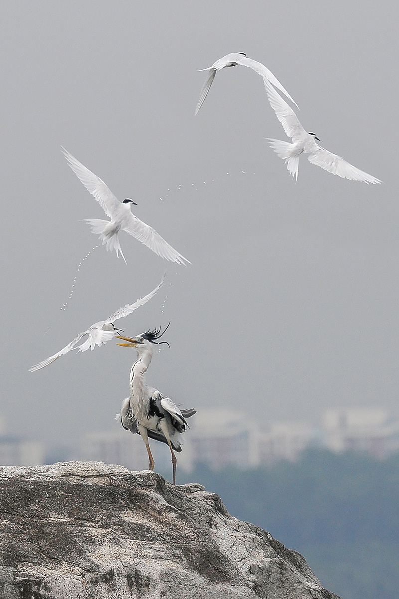 Black Naped Terns (Lo Yang Rock)