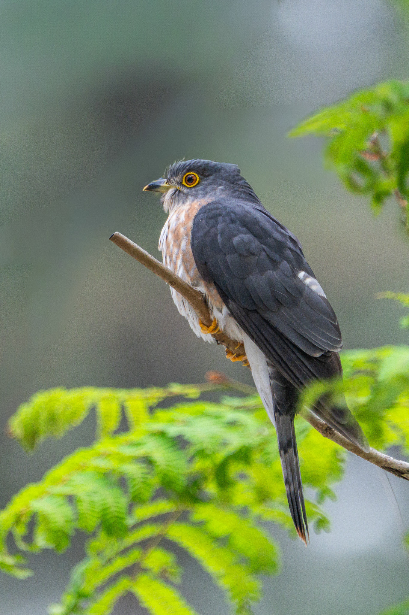 Hodgson’s Hawk-Cuckoo (Coney Island)