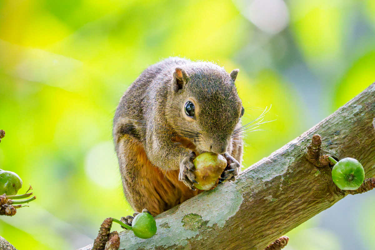 Plantain Squirrel
