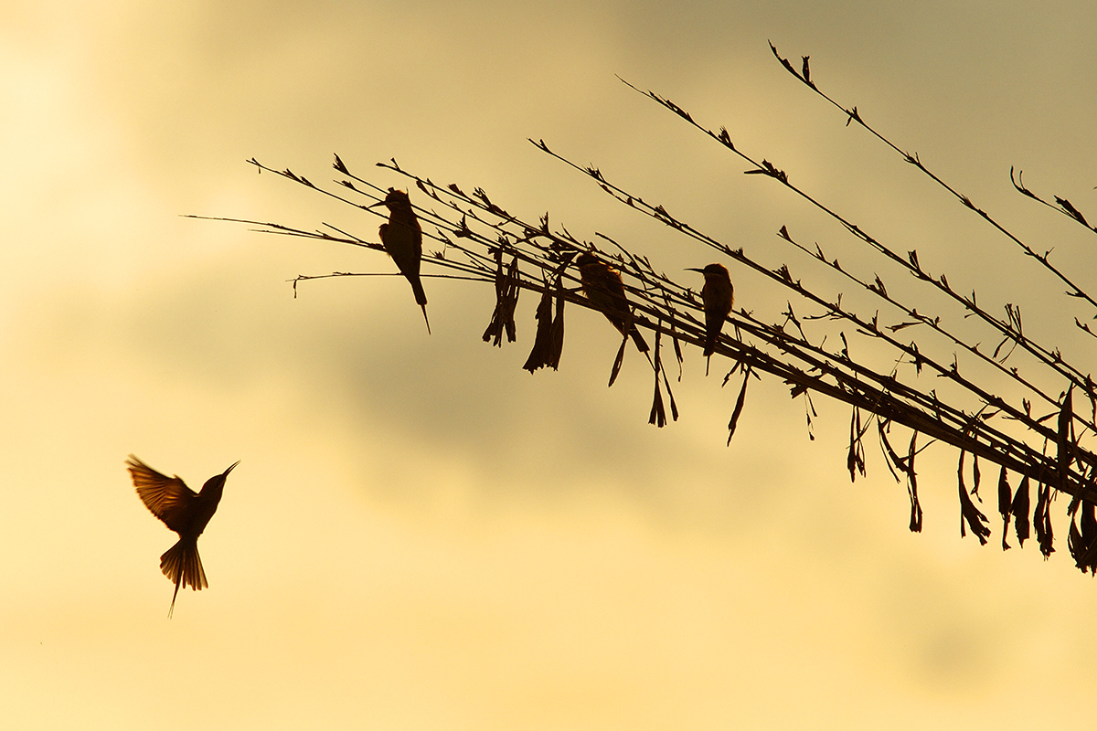 Blue Tailed Beeeater