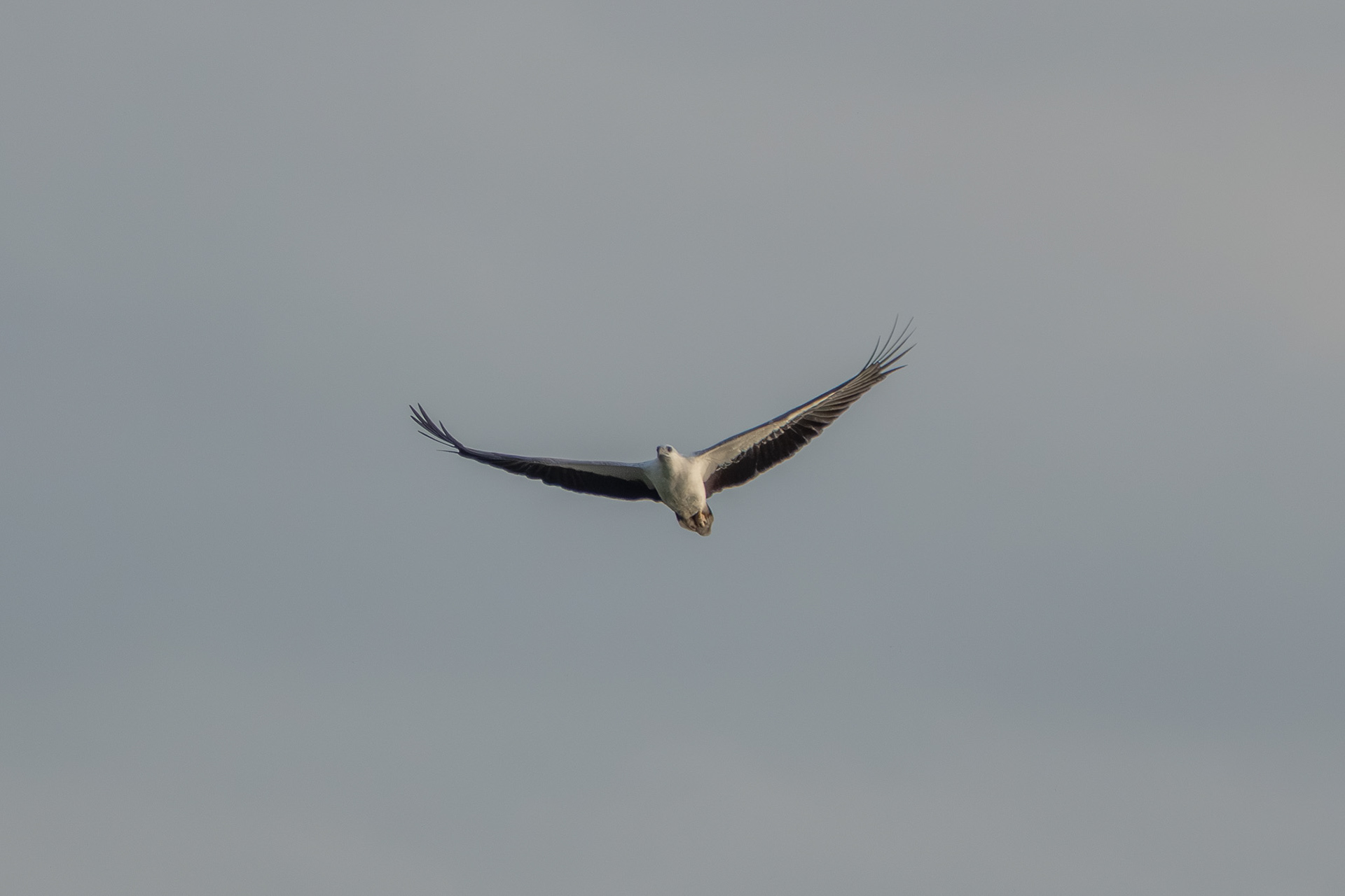 White Bellied Sea Eagle (Punggol)