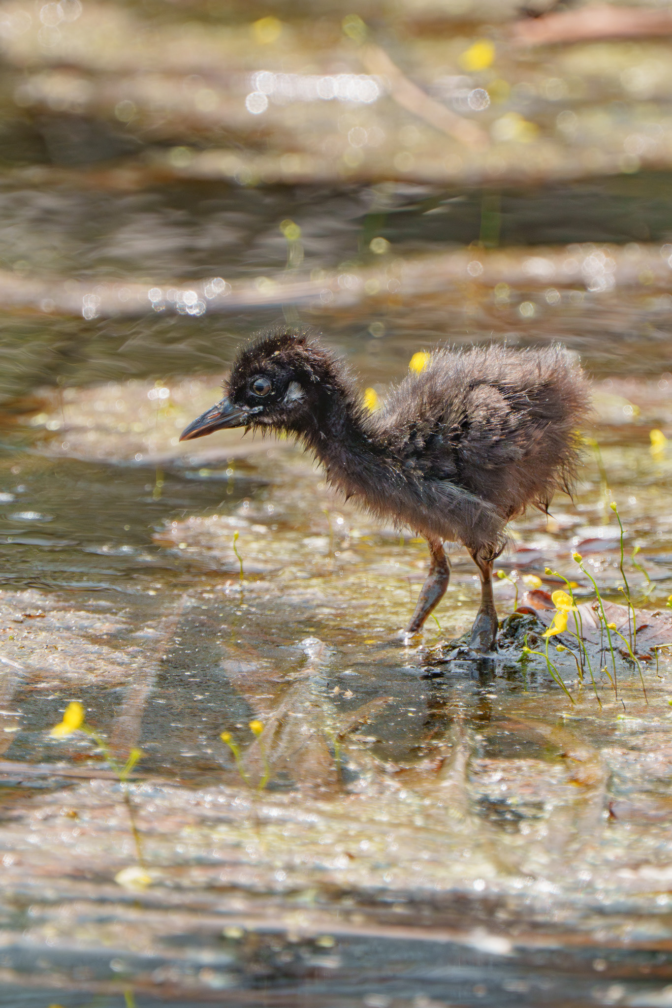 Waterhen chick (Marina Grove)