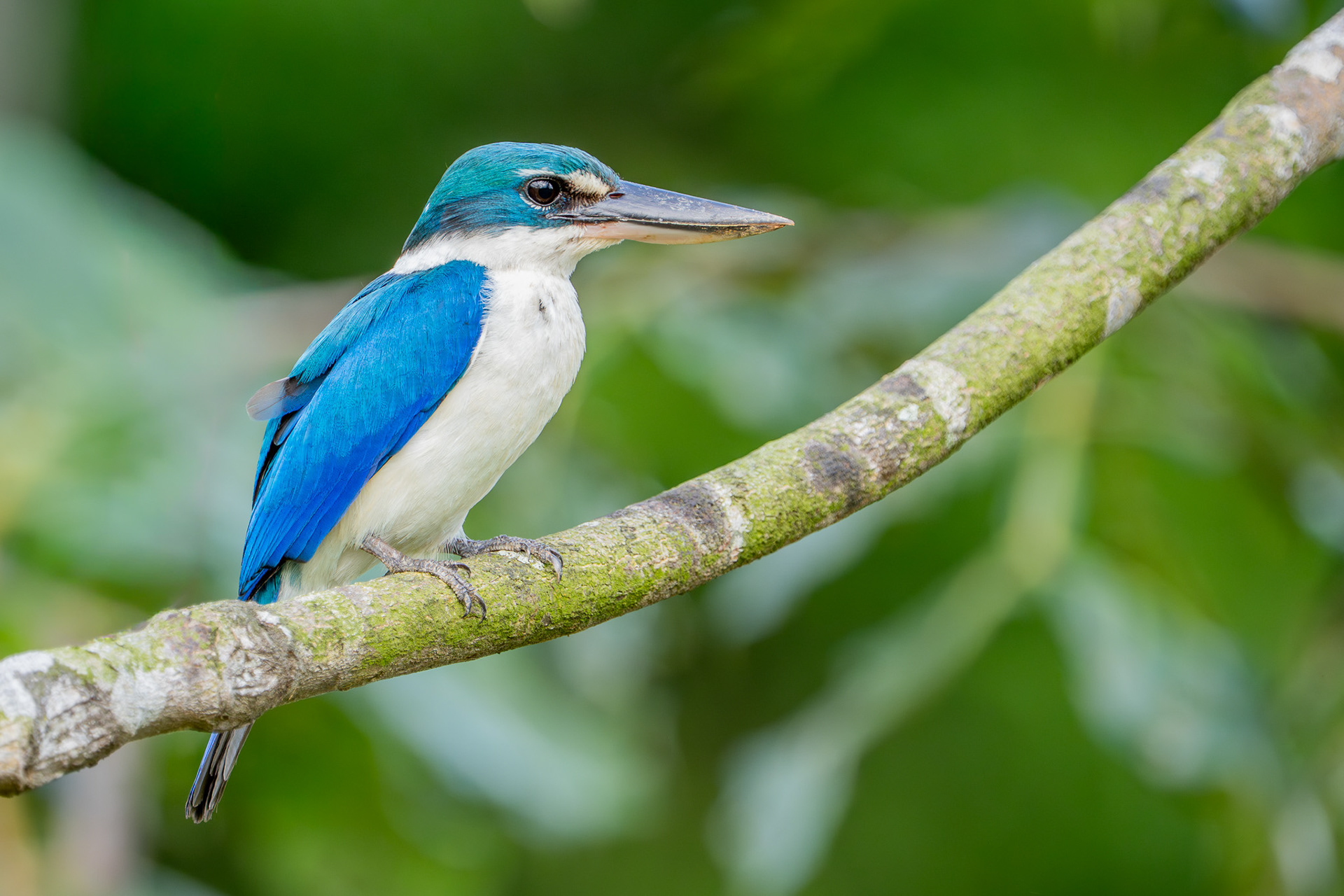 Collared Kingfisher (Chinese Garden)
