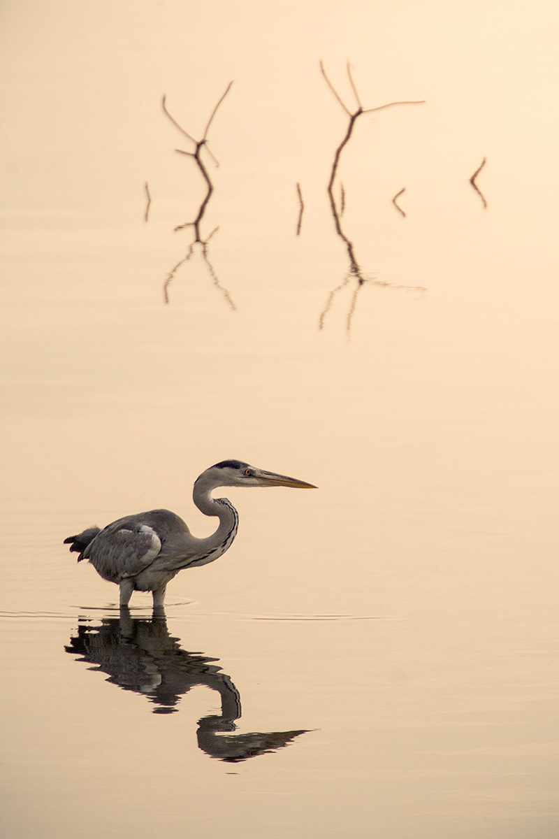 Grey Heron
