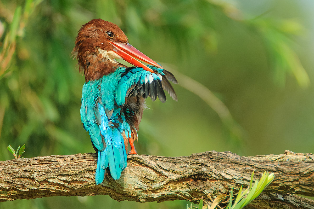 White-Throated Kingfisher (Bishan Park)