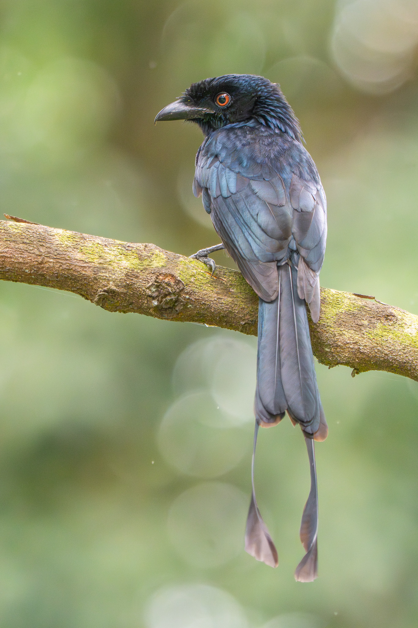 Greater racket-tailed drongo (Singapore Botanic Gardens)