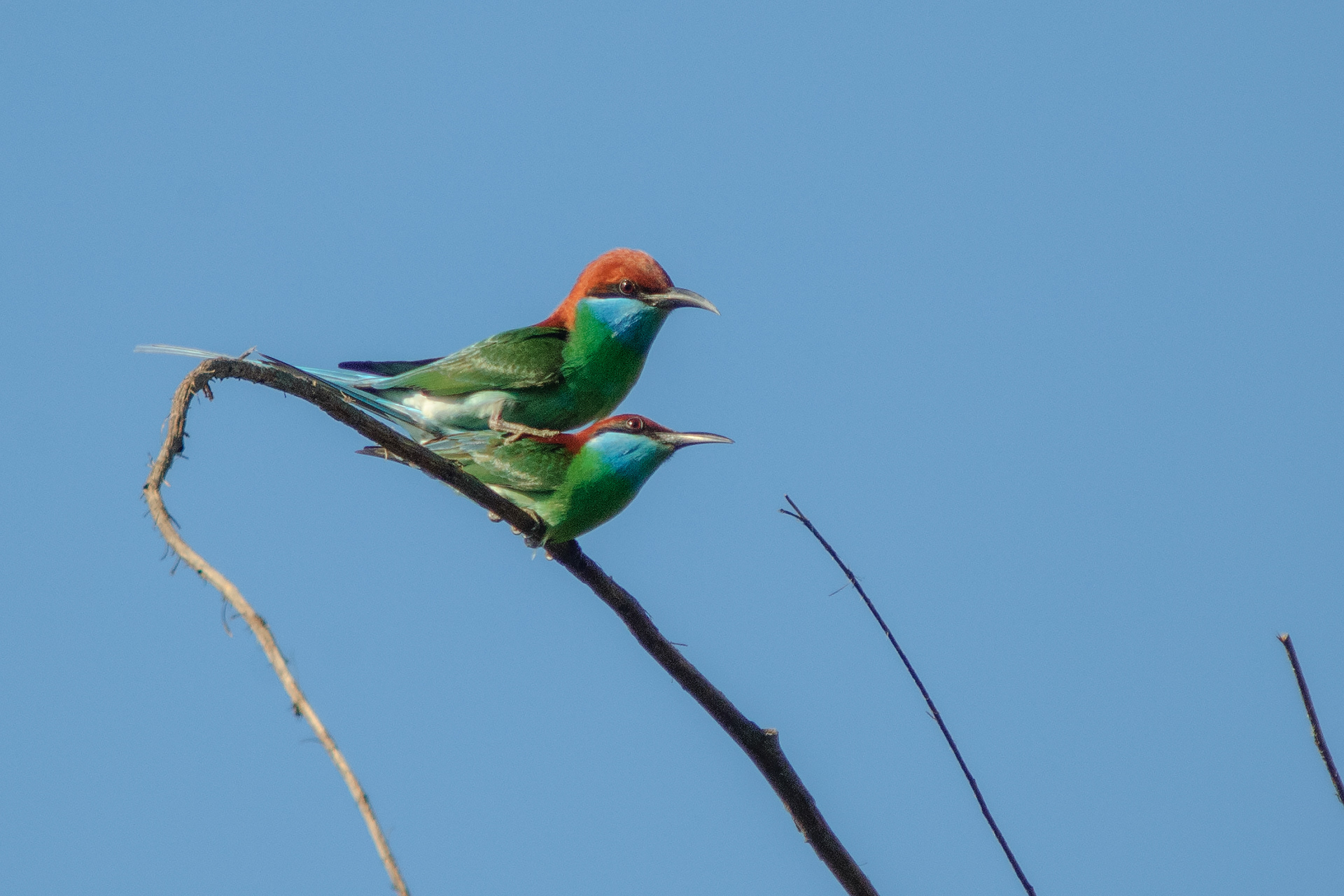 Blue Tailed Beeeater