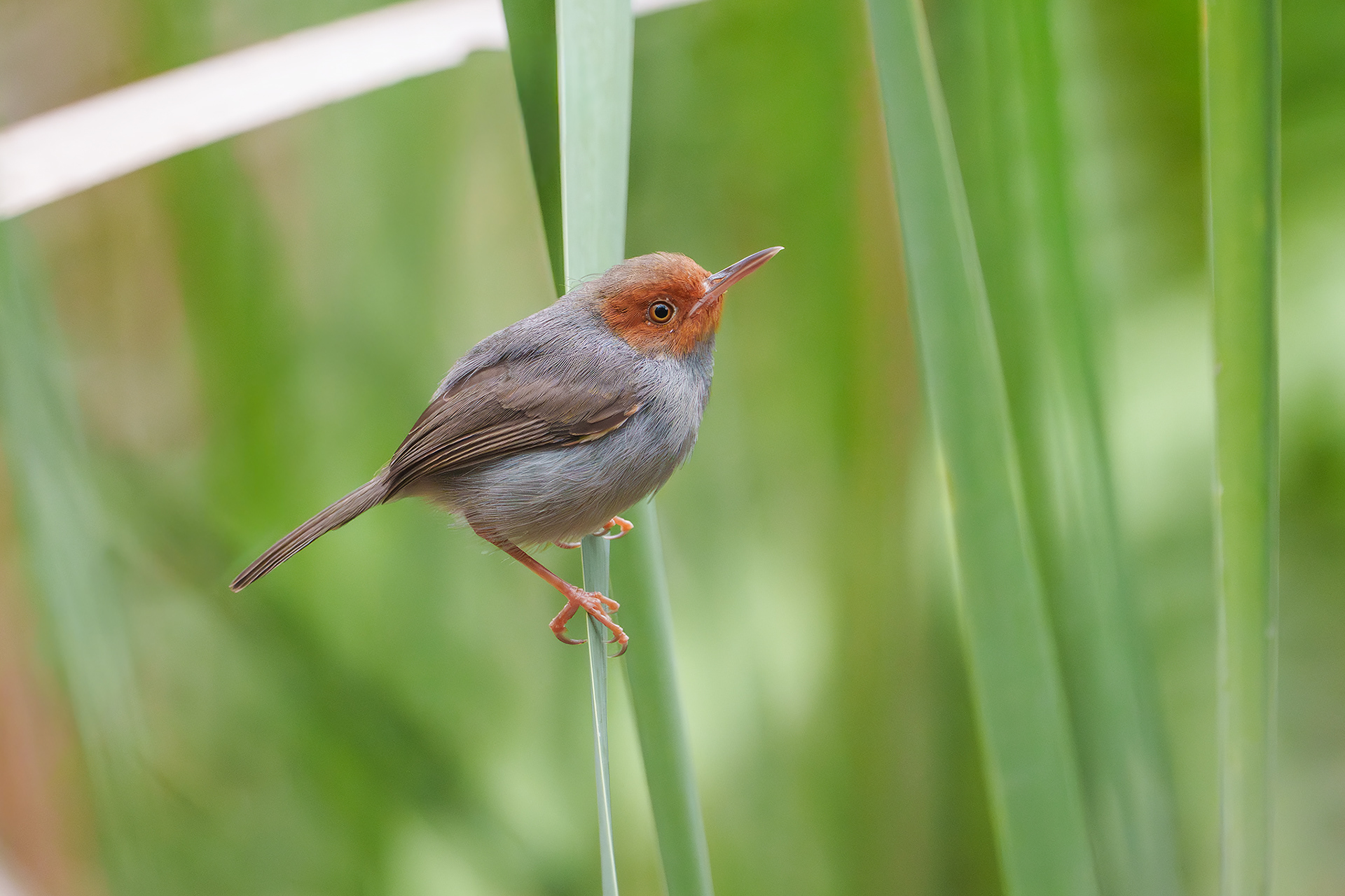 Ashly Tailorbird (Rower's Bay)