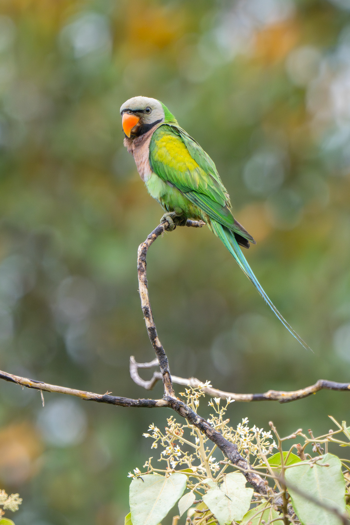 Red-breasted Parakeet (Seng Kang Riverside Park)