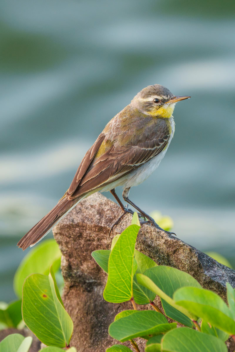 Grey Wagtail (Lower Seletar Reservoir)