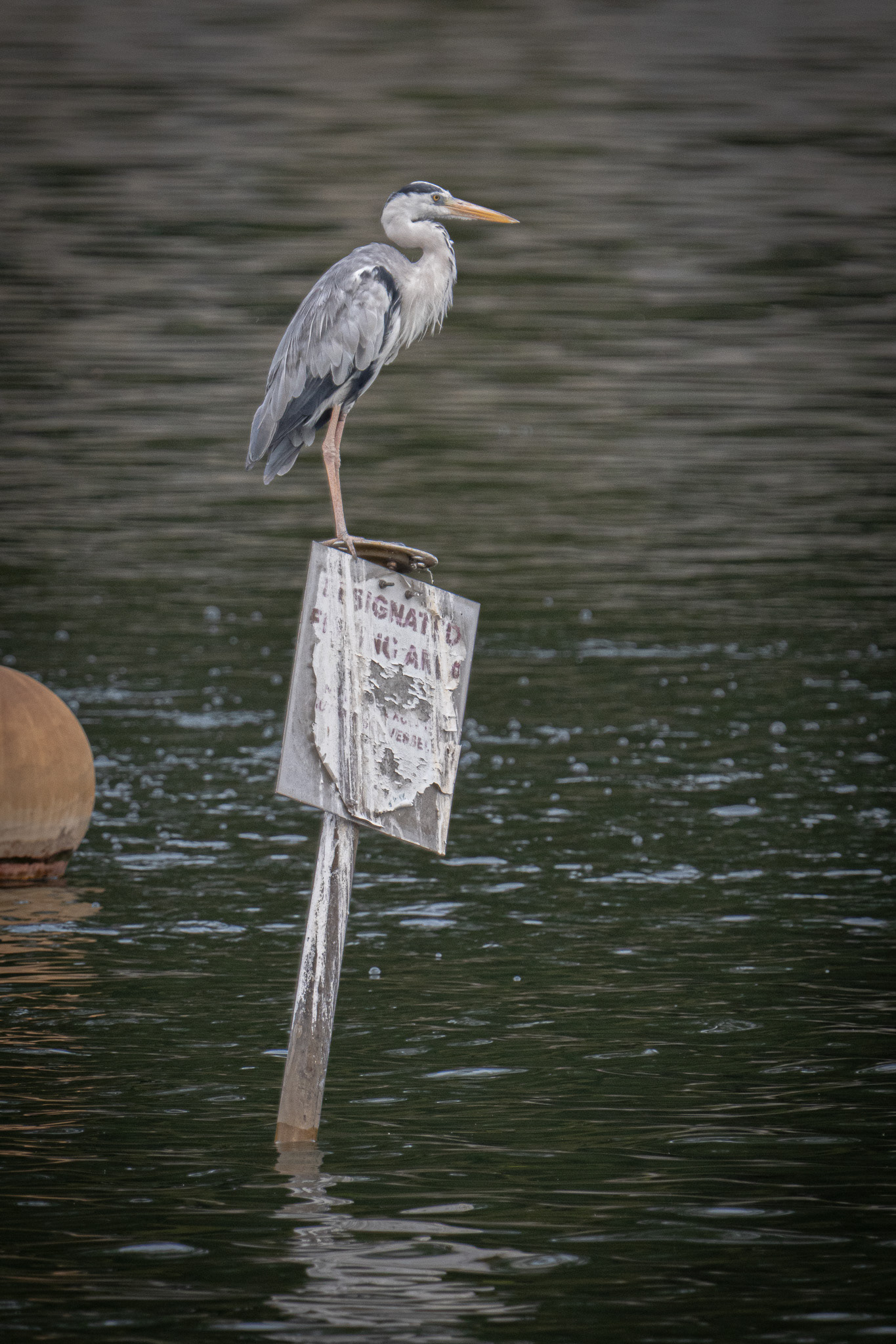 Grey Heron (Punggol)