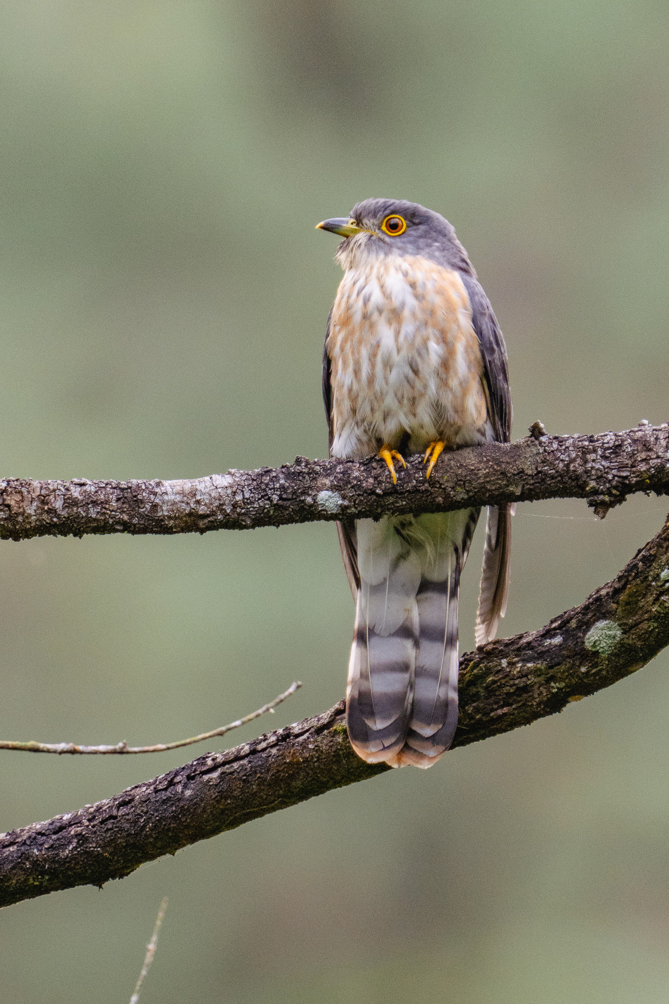 Hodgson’s Hawk-Cuckoo (Coney Island)