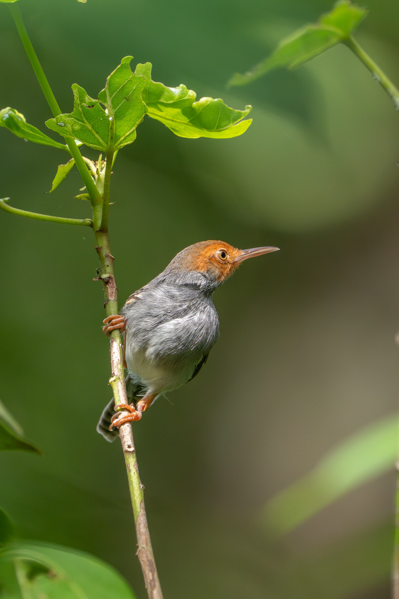 Ashy Tailorbird (Sungei Buloh)
