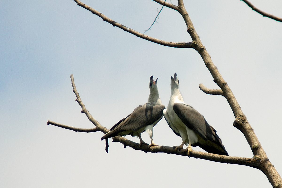 White Bellied Fish Eagle (Central Catchment Area)