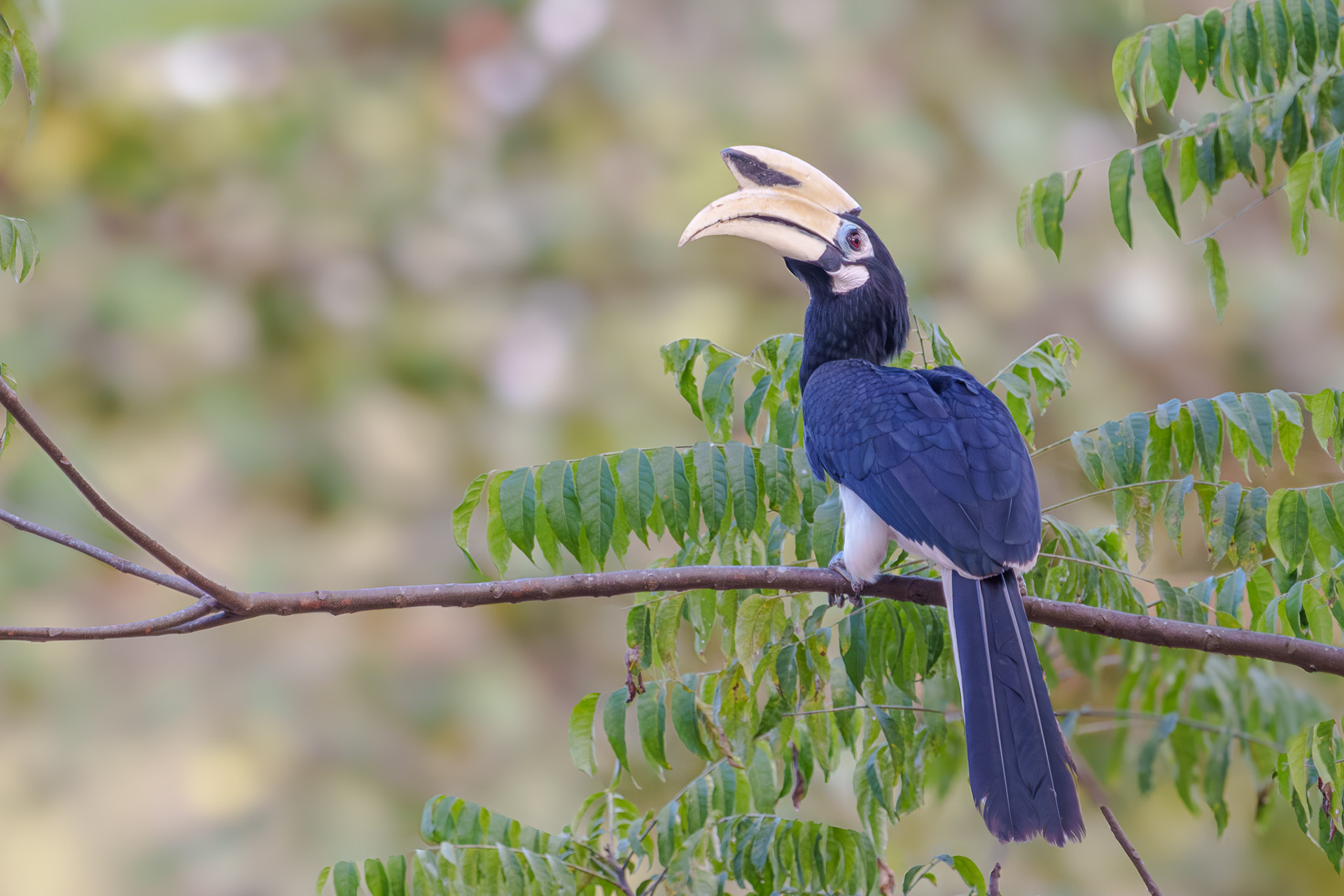 Oriental Pied Hornbill (Coney Island)