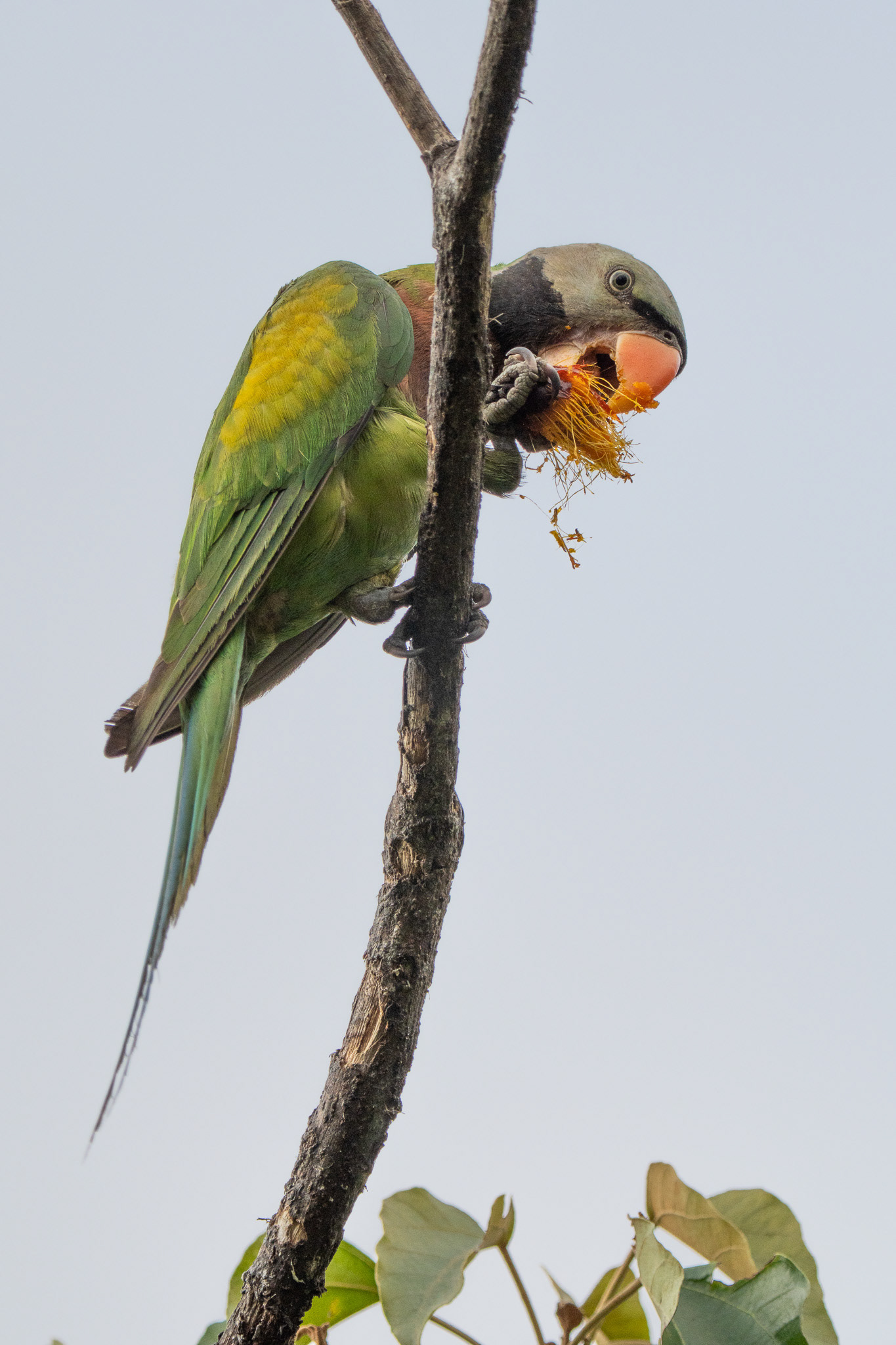 Red-breasted Parakeet (Seng Kang Riverside Park)