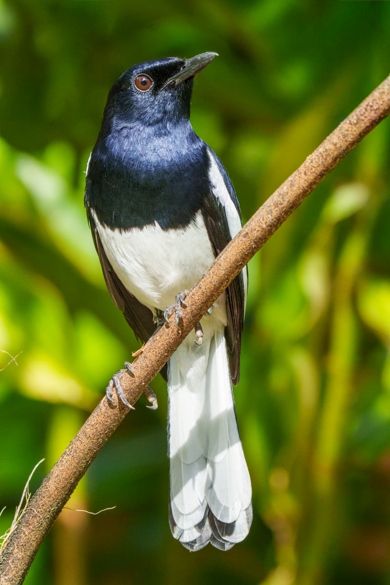 Magpie Robin (Singapore Botanic Gardens)