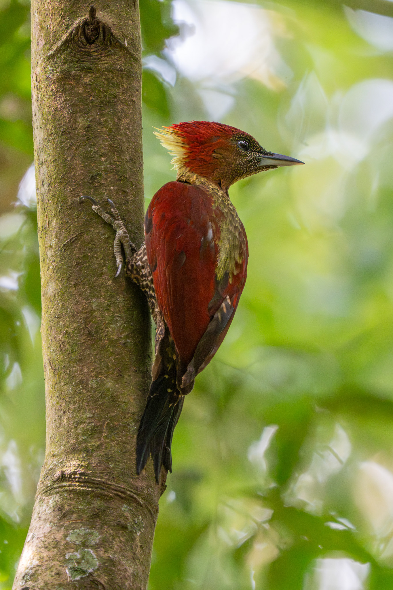 Banded Woodpecker ( Einsor Nature Park)
