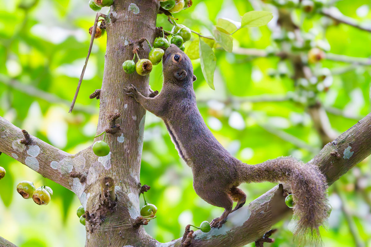 Plantain Squirrel