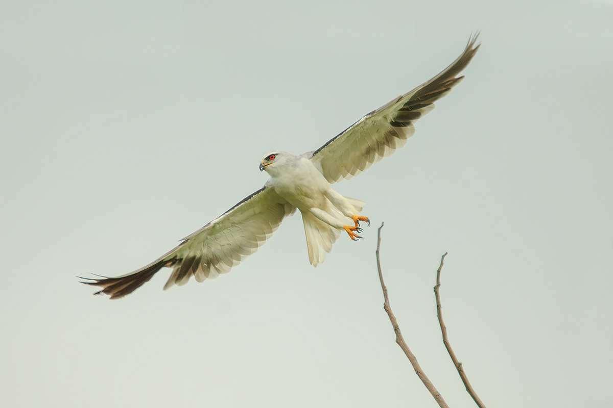 Black Shoulder Kite (Former Punggol Grasslands)