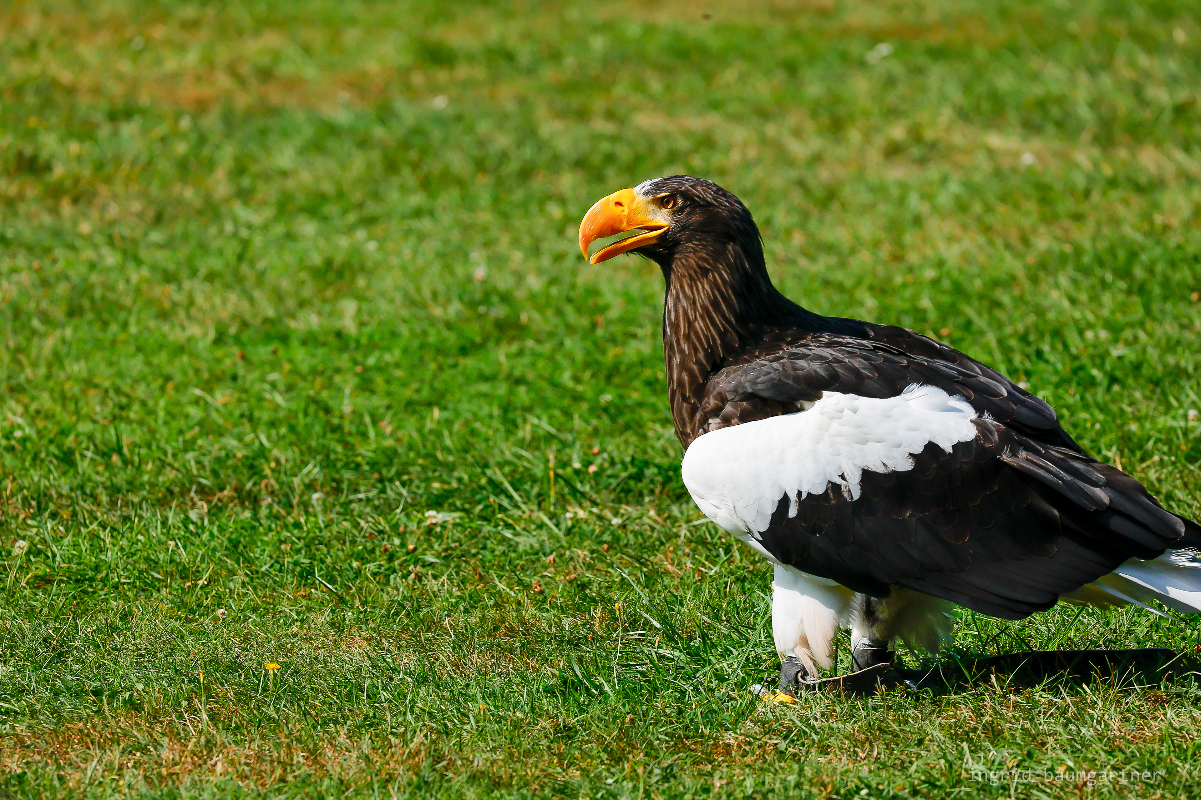 Riesenseeadler, Falknerei Waldreichs, Niederösterr.