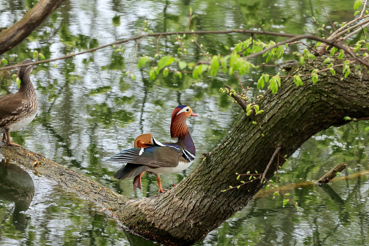 Mandarinenten, Praterauen