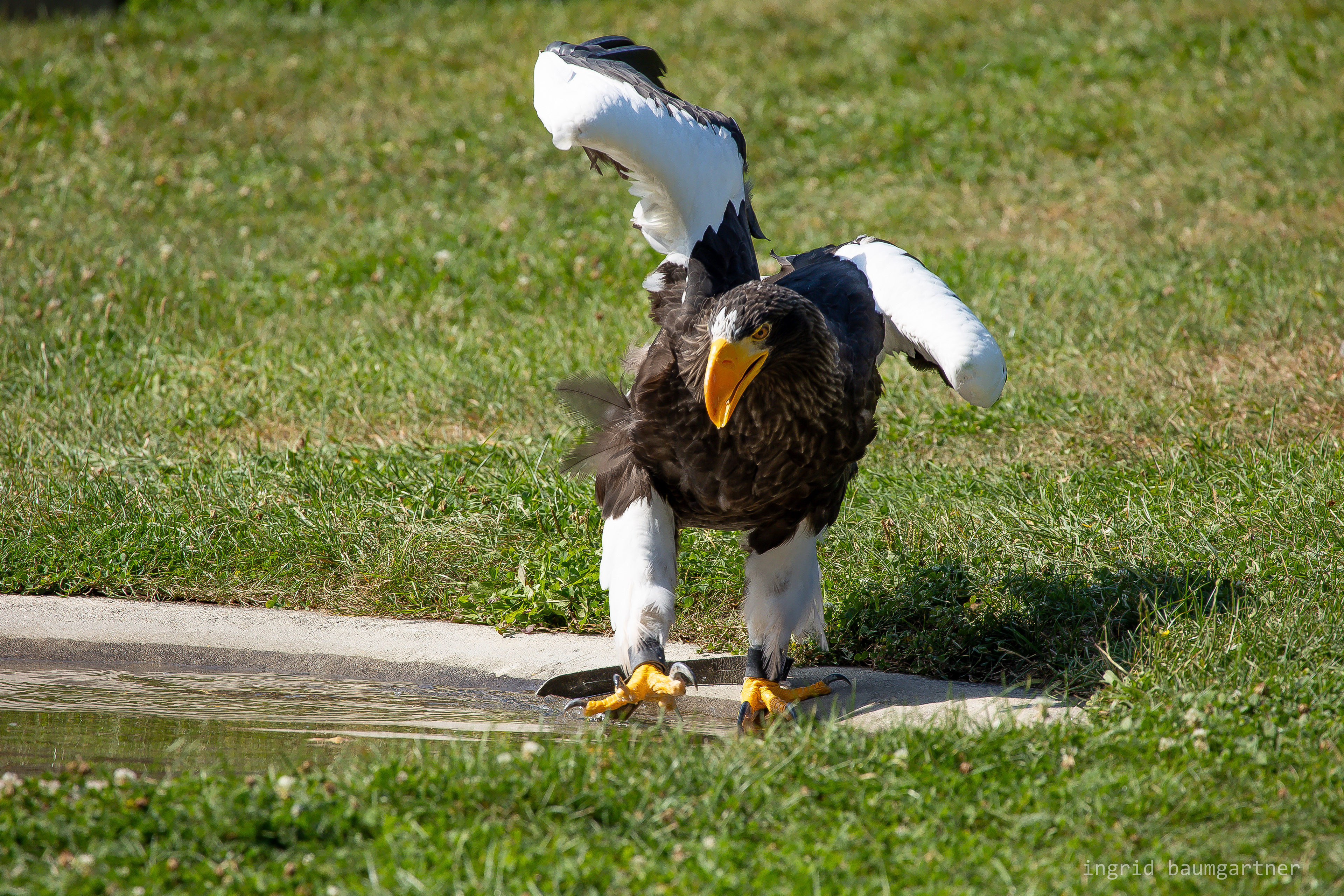 Riesenseeadler