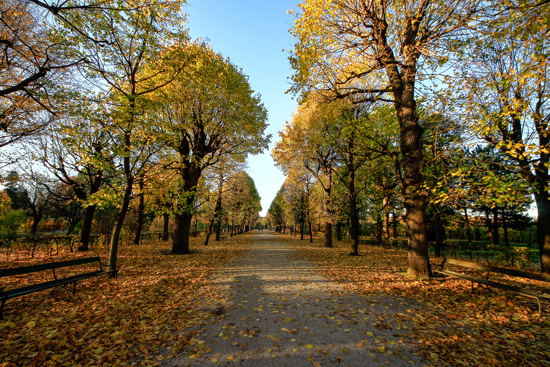 Allee im Schlosspark Schönbrunn