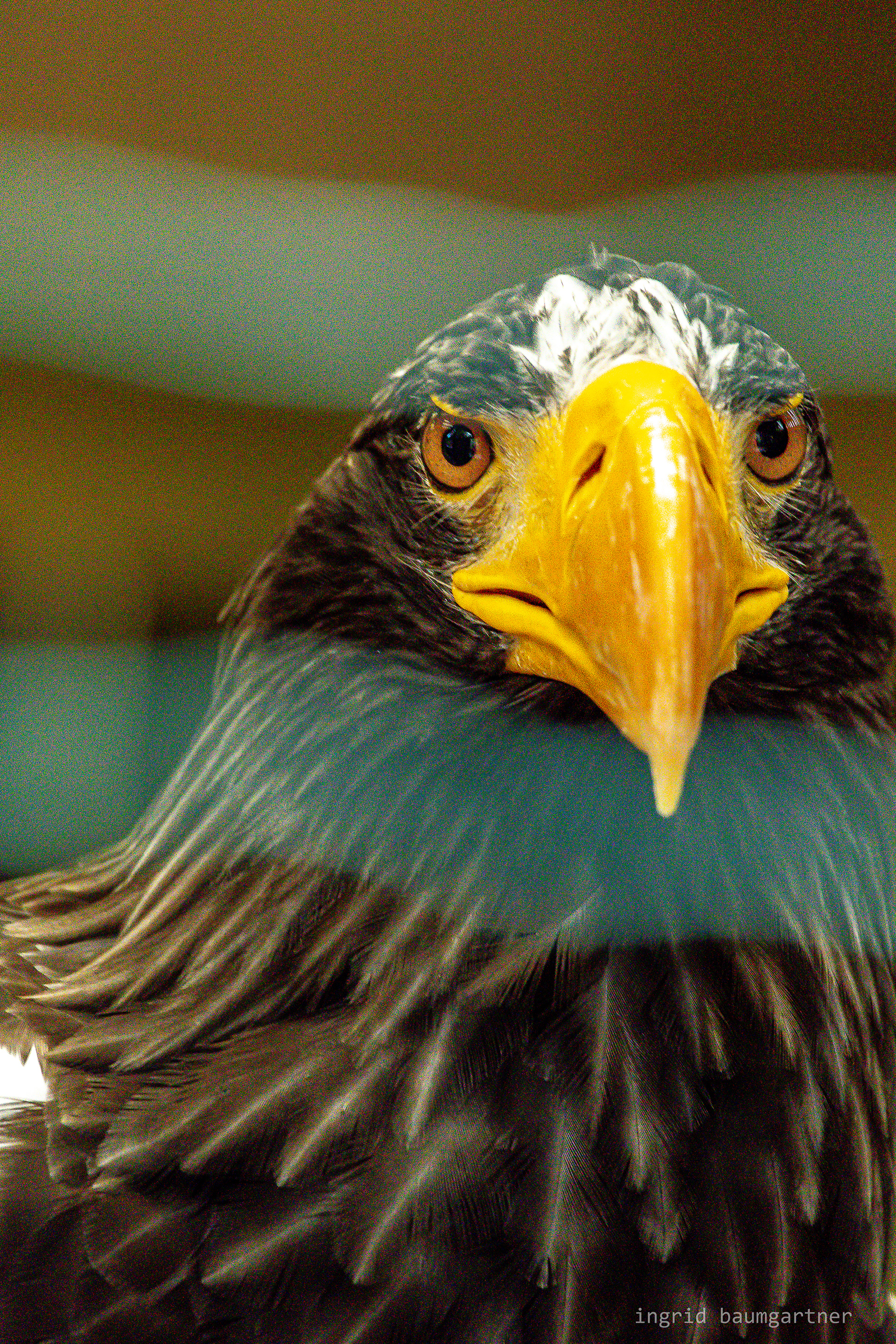 Riesenseeadler