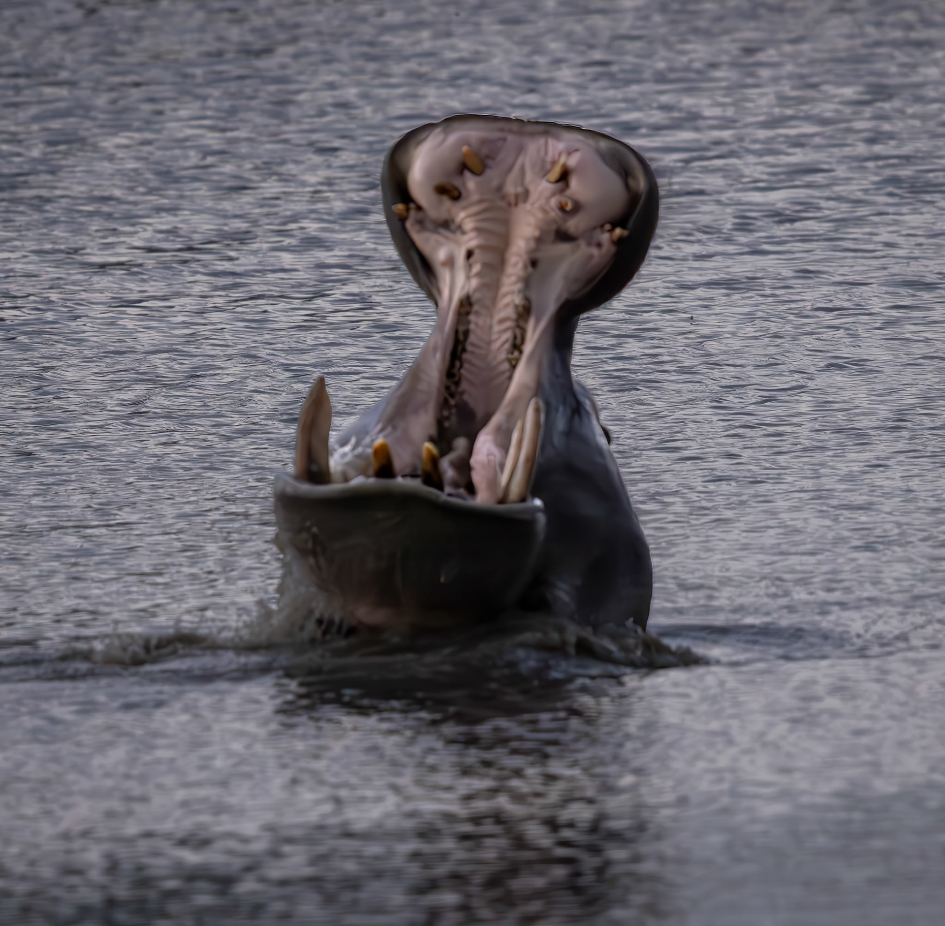 A Hippo yawning and showing its teeth in Savute, Botswana