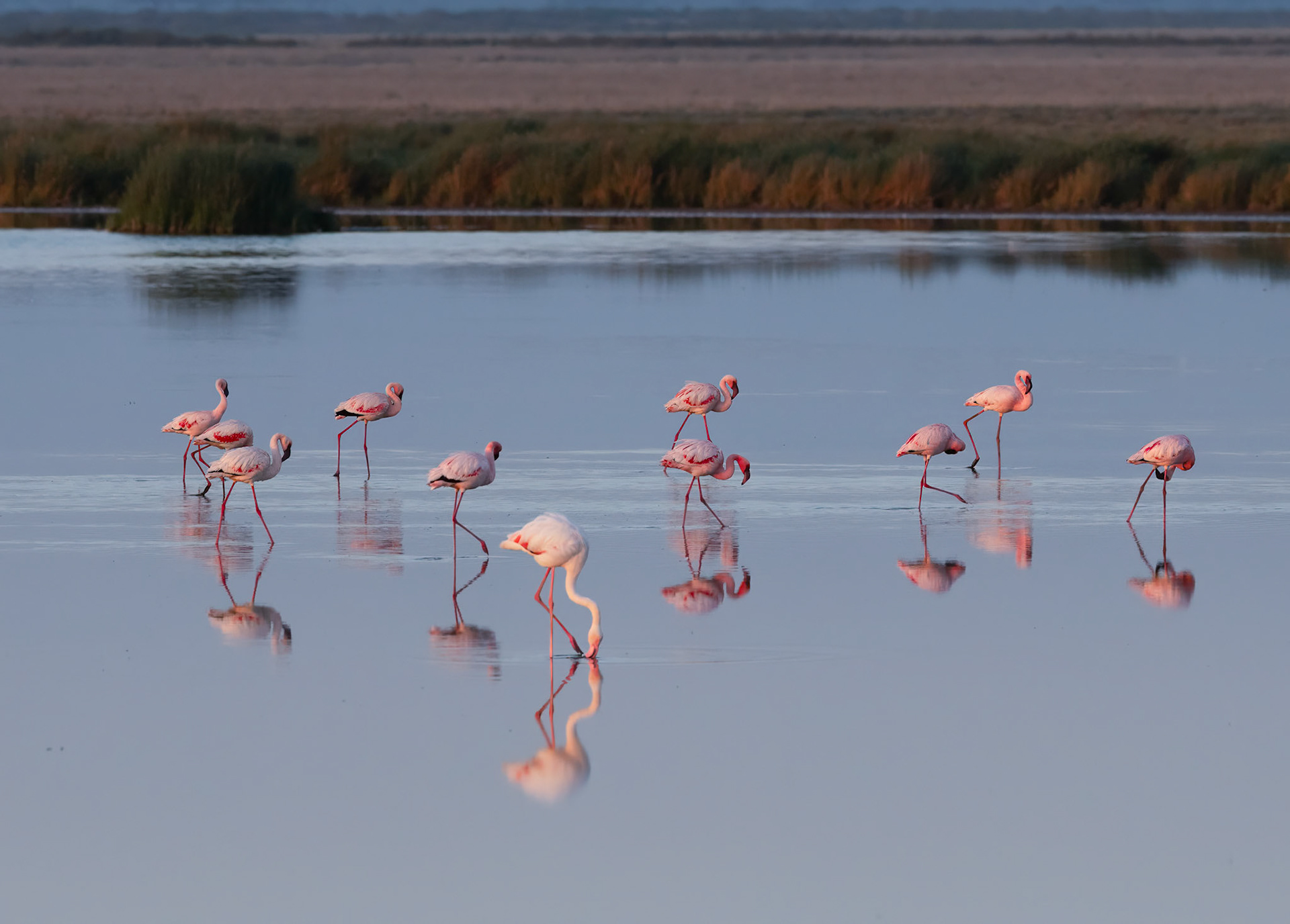 Flamingos in the Early Morning sun in Lake Nakuru, Amboseli Kenya