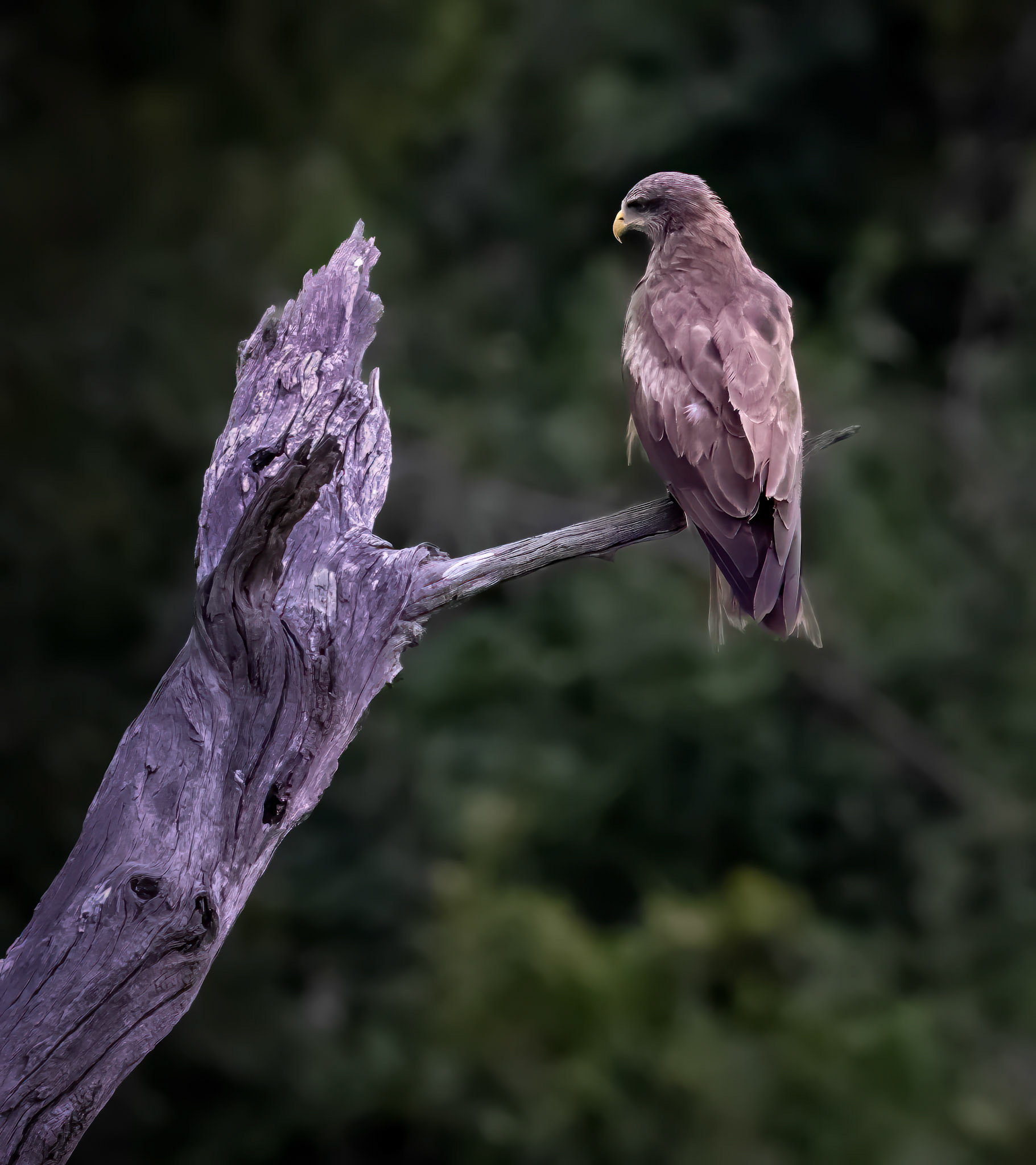 A Yellow-billed Kite resting on a tree stump in Savute, Botswana
