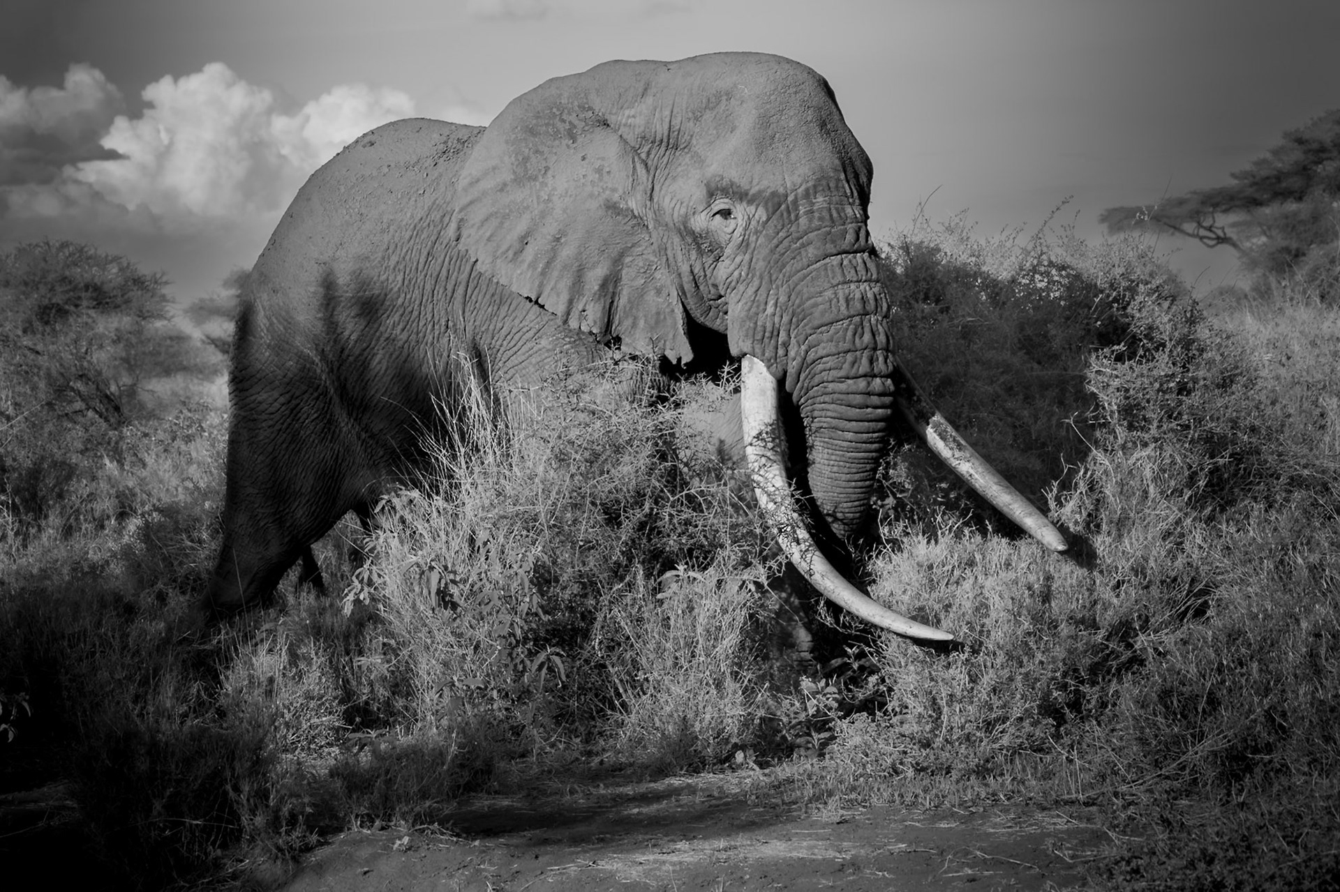Tee-Jay, who is currently the 3rd largest tusker in Amboseli