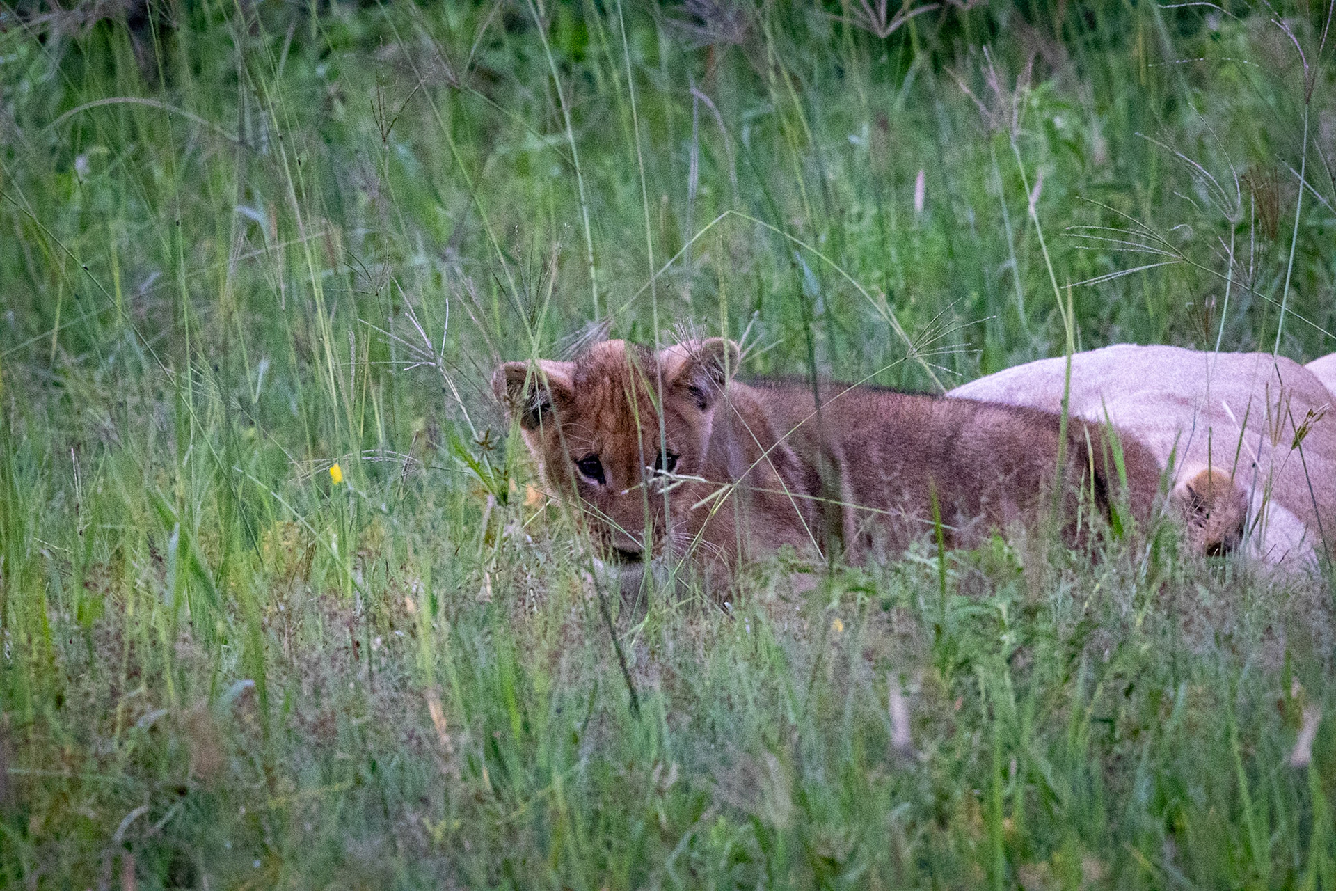 Lion cubs playing in the grass in Savute, Botswana