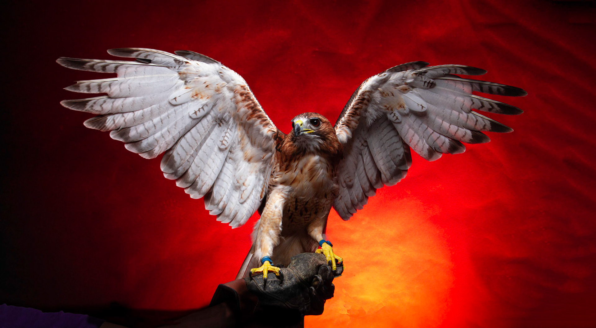 Birds of Prey - Aplomado Falcon Buzzard