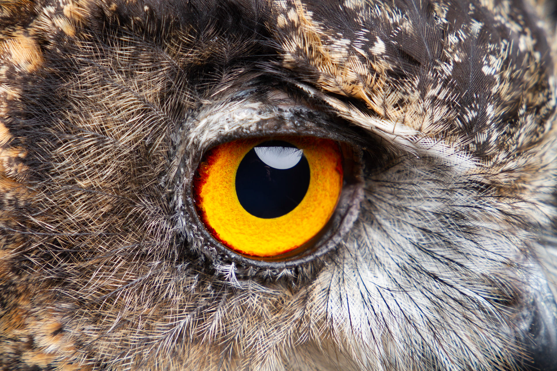 Birds of Prey - Euarasian Eagle Owl