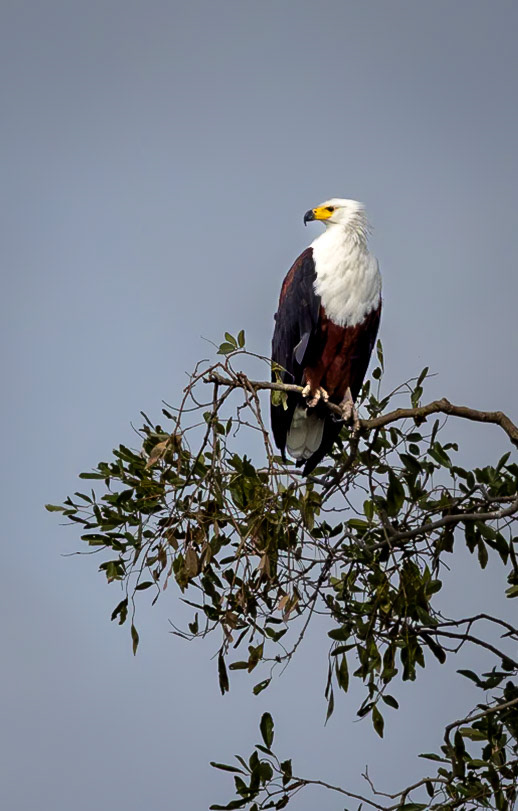 African Fish Eagle