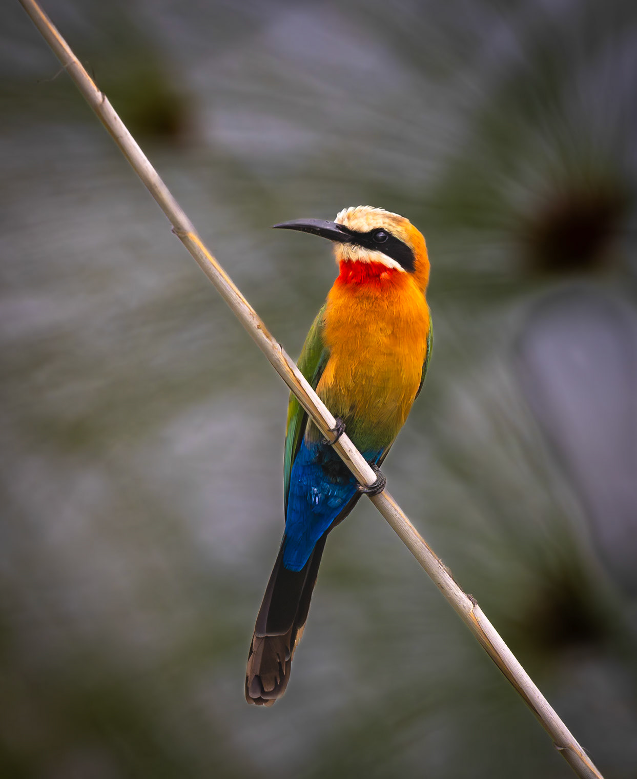 White-fronted Bee-eater