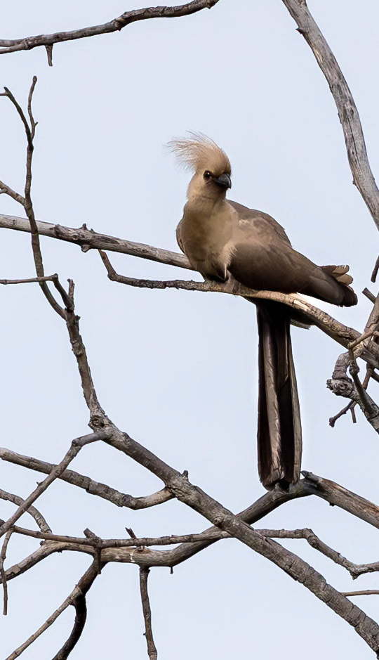 A Grey go-away-bird in the trees in the Okavango Delta, Botswana