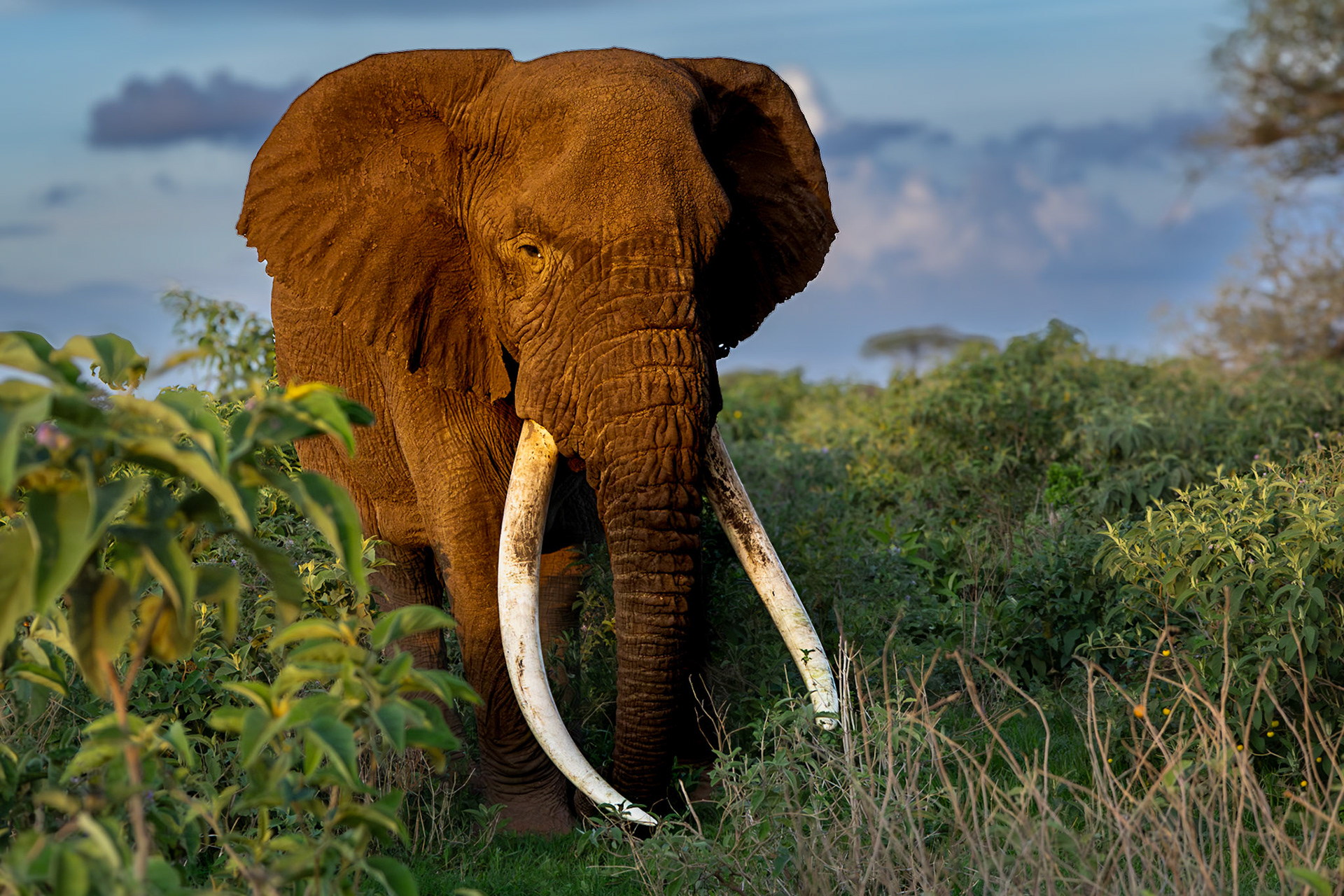 Tee-Jay, who is currently the 3rd largest tusker in Amboseli