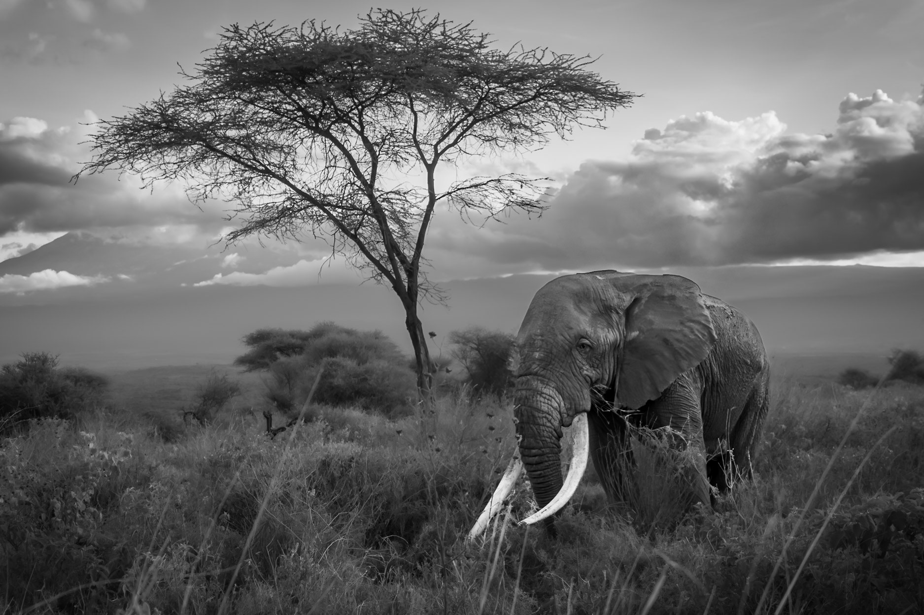 Tee-Jay, who is currently the 3rd largest tusker in Amboseli